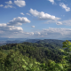 Forest and Zurich lake
