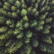 drone view of forest