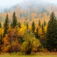 mixed autumn forest