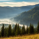 coniferous forest in foggy Romanian mountains at sunrise
