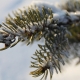 pine