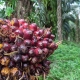 Photo by Husni Hidayat Vecteezy