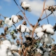 Cotton plants