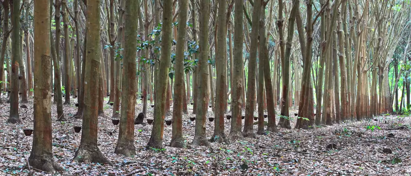 Rubber plantation in Thailand.
