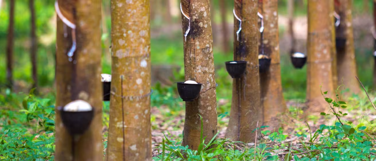 A row of rubber trees in a plantation with diagonal grooves cut into the bark to collect white latex into attached small black bowls.