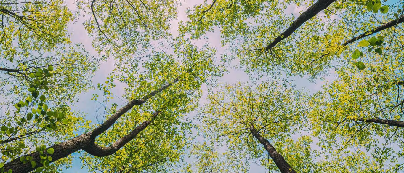 Bottom View Wide Angle Background. Greenwood Forest.