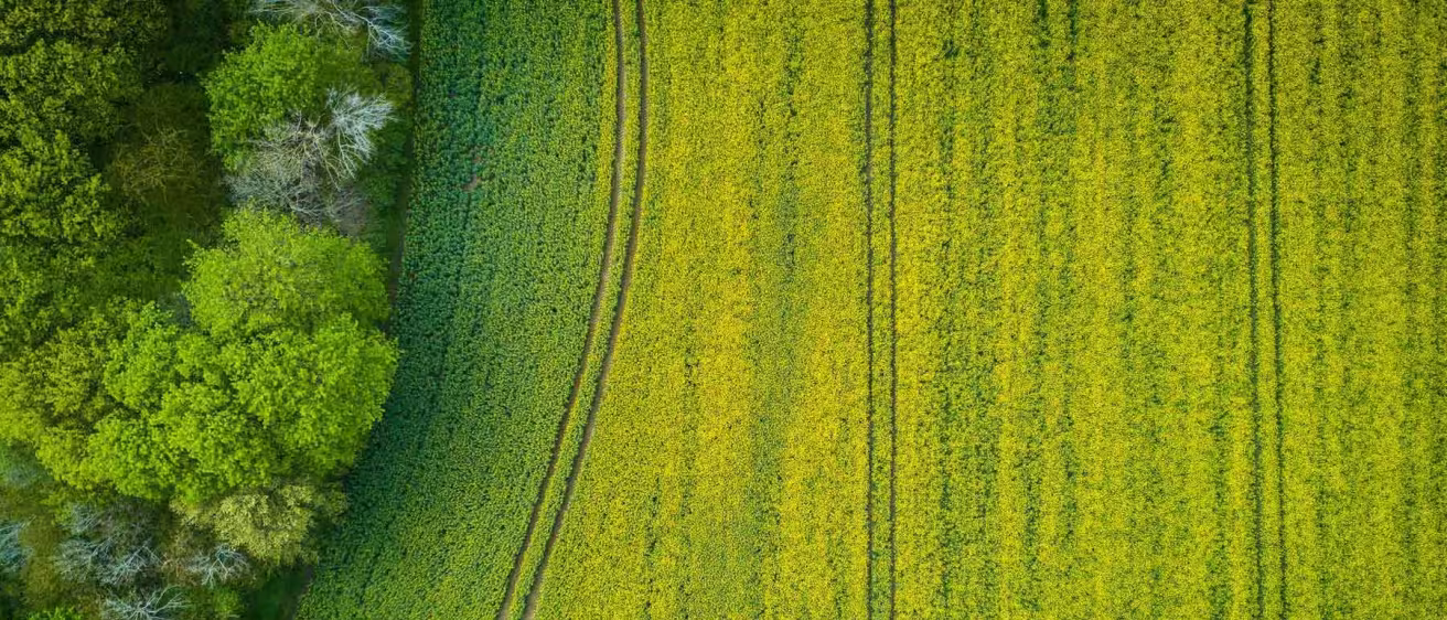Top-down view of a green forest edge meeting a blooming yellow field.