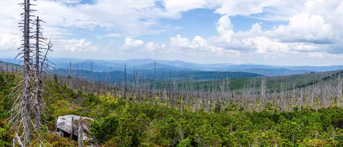View to Dreisessel, Trojmezi and Trojmezna hills with forests destroyed by bark beetle infestation (calamity) in Sumava mountains