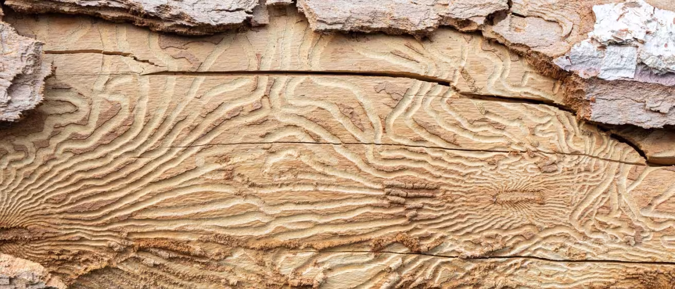 Closeup imprint of bark beetle under piece of bark. tree was eaten by bark beetle