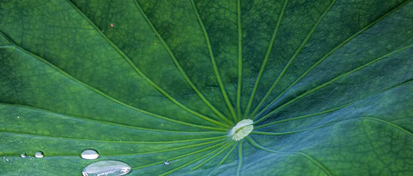Close-up of water droplets resting on a large, vibrant green leaf with prominent radiating veins.