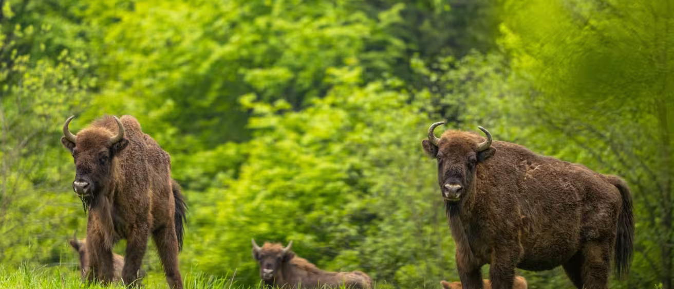 European bisons in Poland.