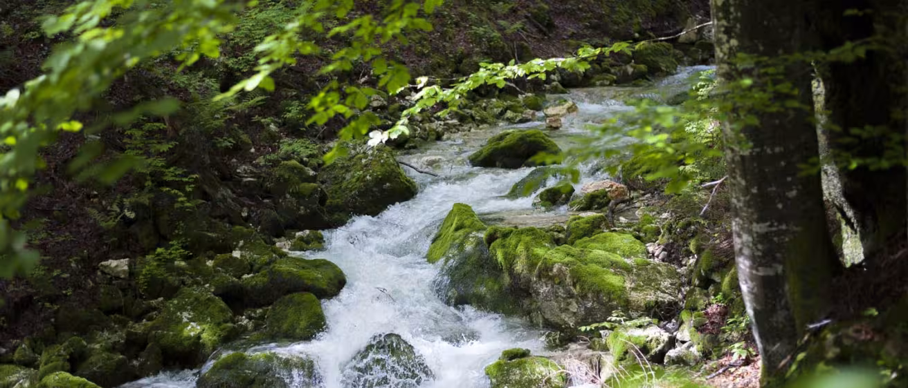 water stream in forest