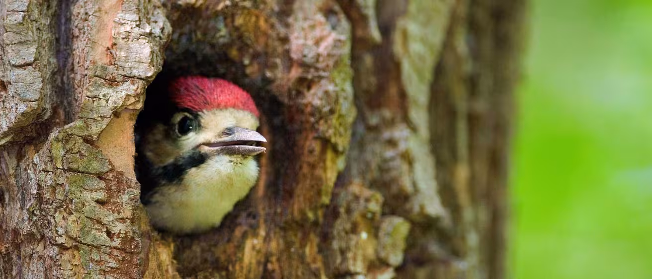 Young great spotted woodpecker on the nest in the willow forest 
