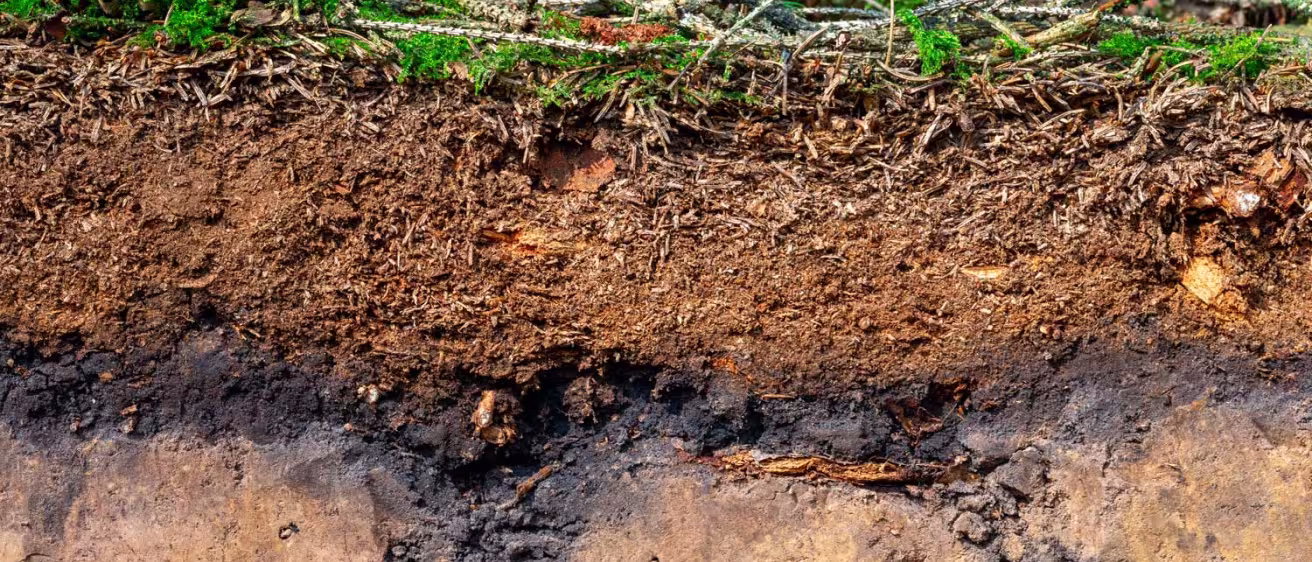 Organic layer and topsoil of a Luvisol in a spruce forest
