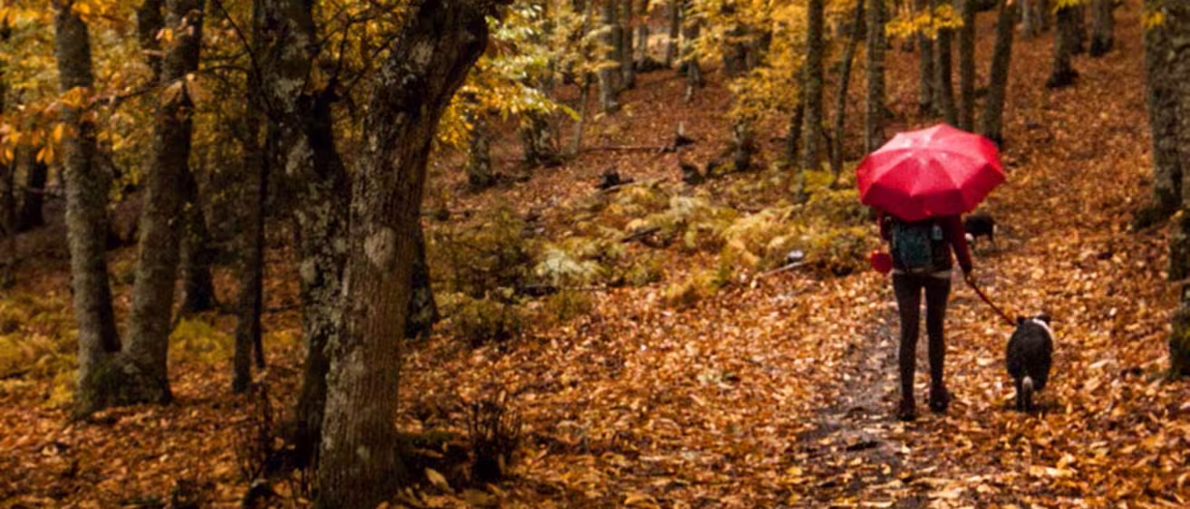 A person with a red umbrella walks their dog along a leaf-covered trail through an autumn forest.