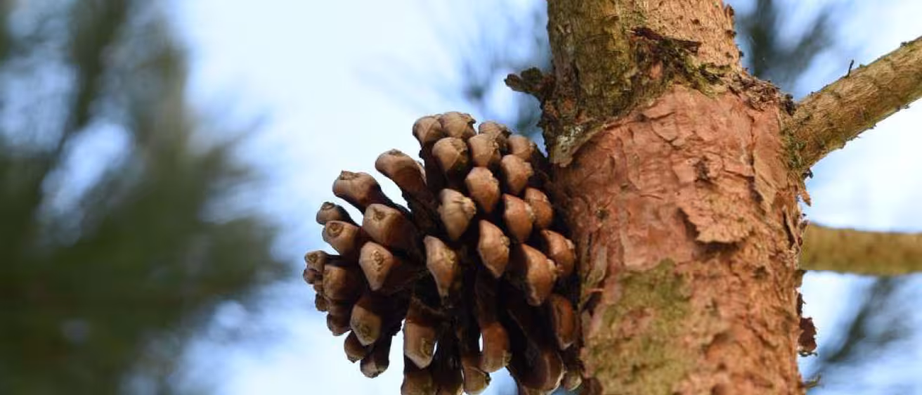 A close-up of a brown pine cone attached to the textured bark of a pine tree branch.