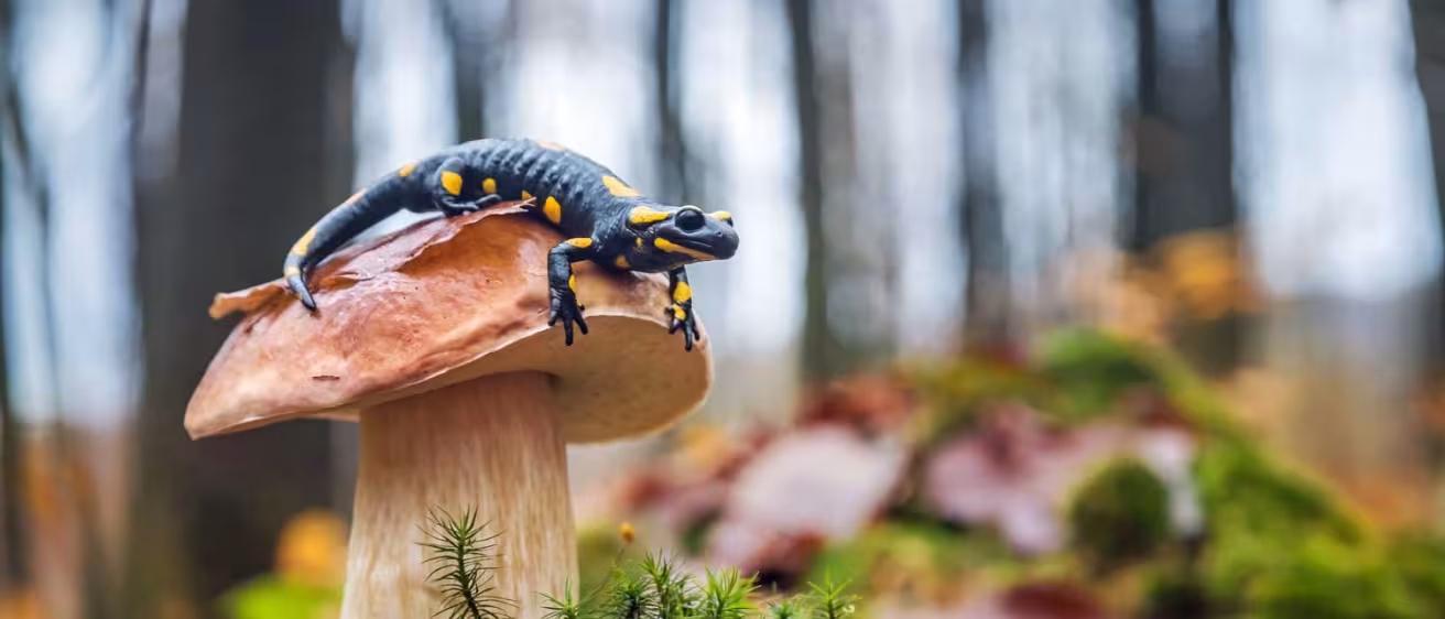 salamander in forest