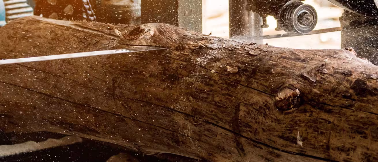 Close-up of a large timber log being sliced by a bandsaw in a sawmill, with sawdust flying.