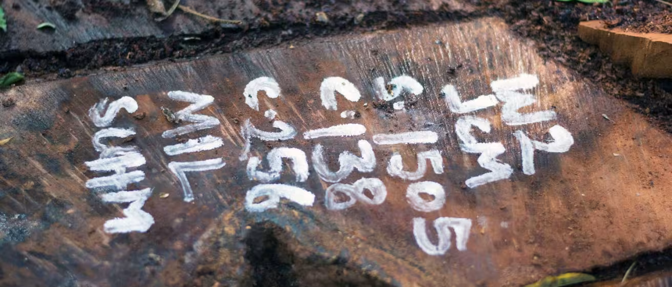 Felled tree with tracking numbers in Sefwi Wiawso, Ghana
