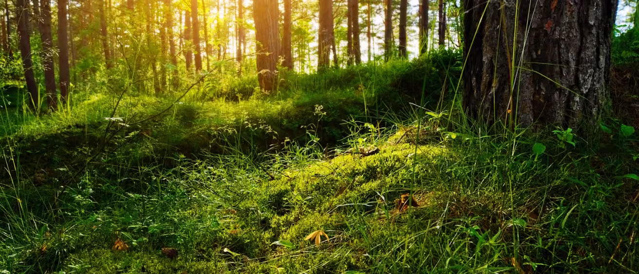 Summer forest in Poland