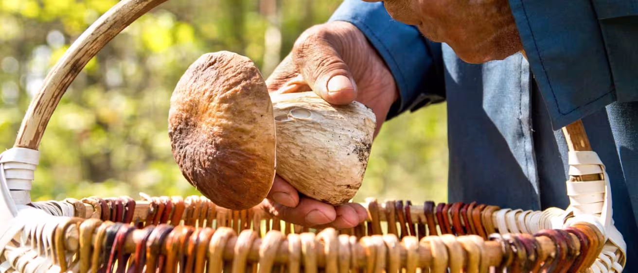 Mushroom representing non-wood forest products