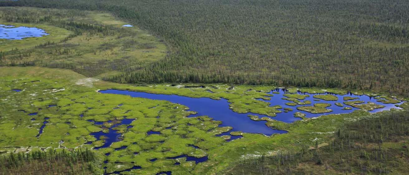 decorative photo of forest landscape in Russia
