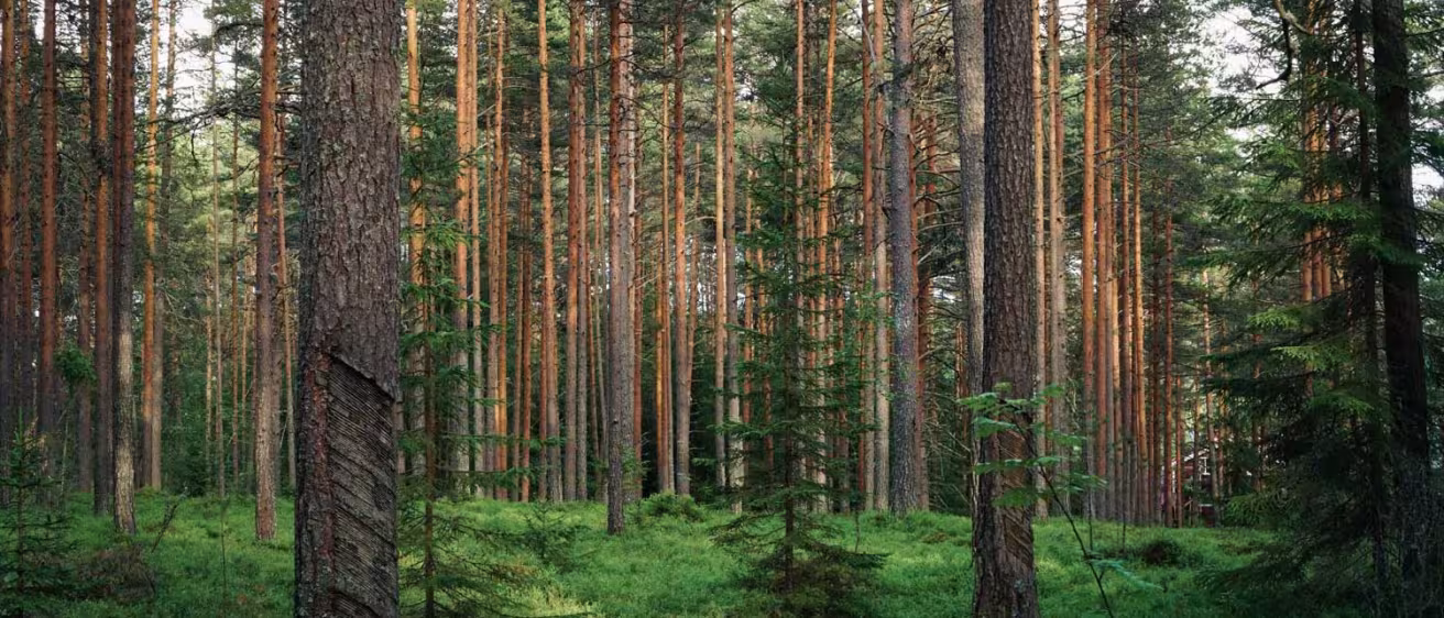 Pine forest