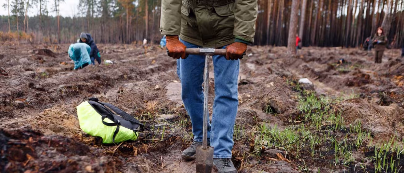 Person planting tree seedling