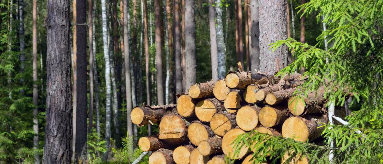 Harvested dry wood in a forest