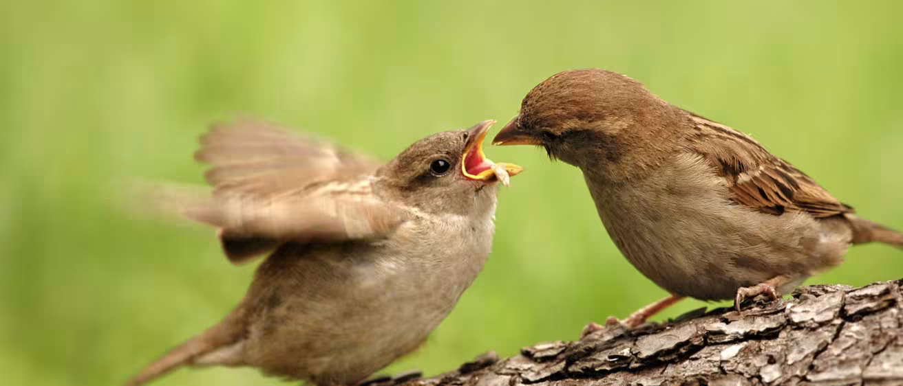 two birds on a tree, decorative