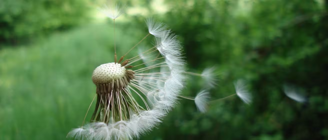 decorative photo of dandelion puff