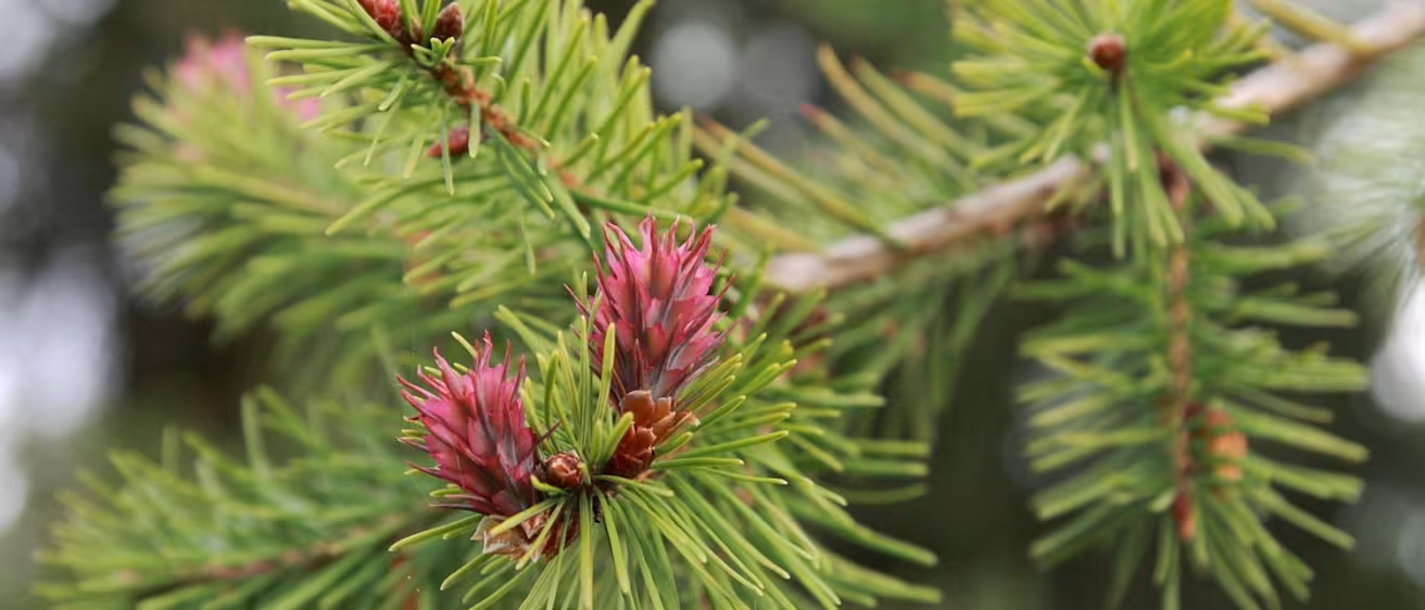 Douglas fir seed cones