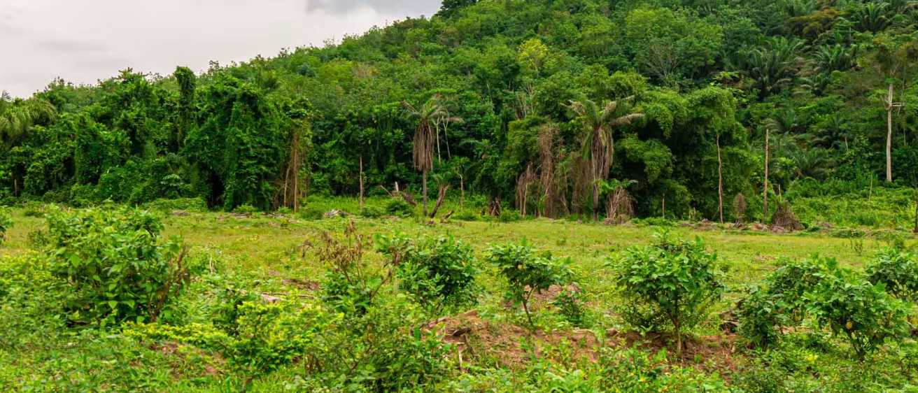 A wide shot of a green rainforest covering a hillside in C&ocirc;te d'Ivoire.