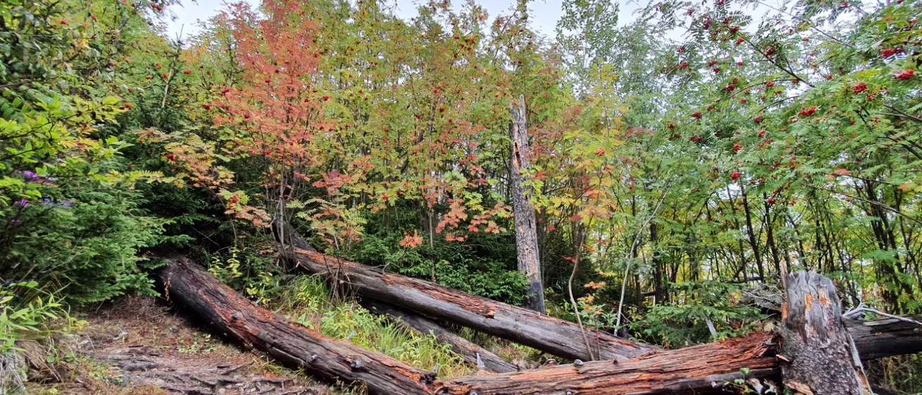 Old-growth forest in Slovakia