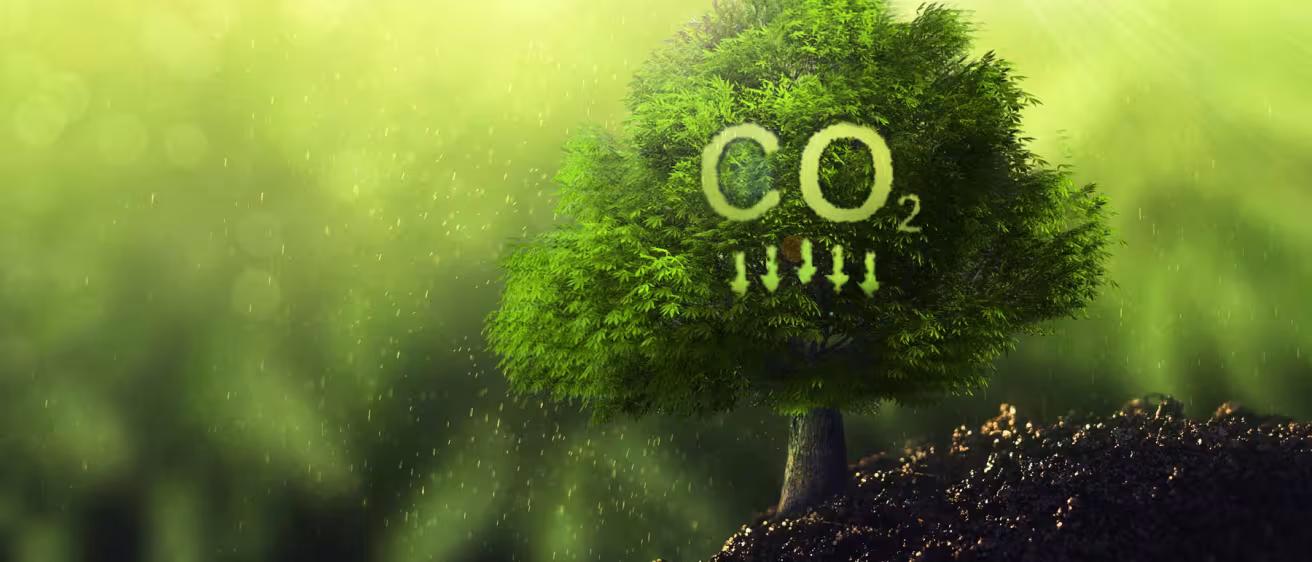 A green tree with a "CO2" symbol and downward arrows in its leaves, representing carbon sequestration.