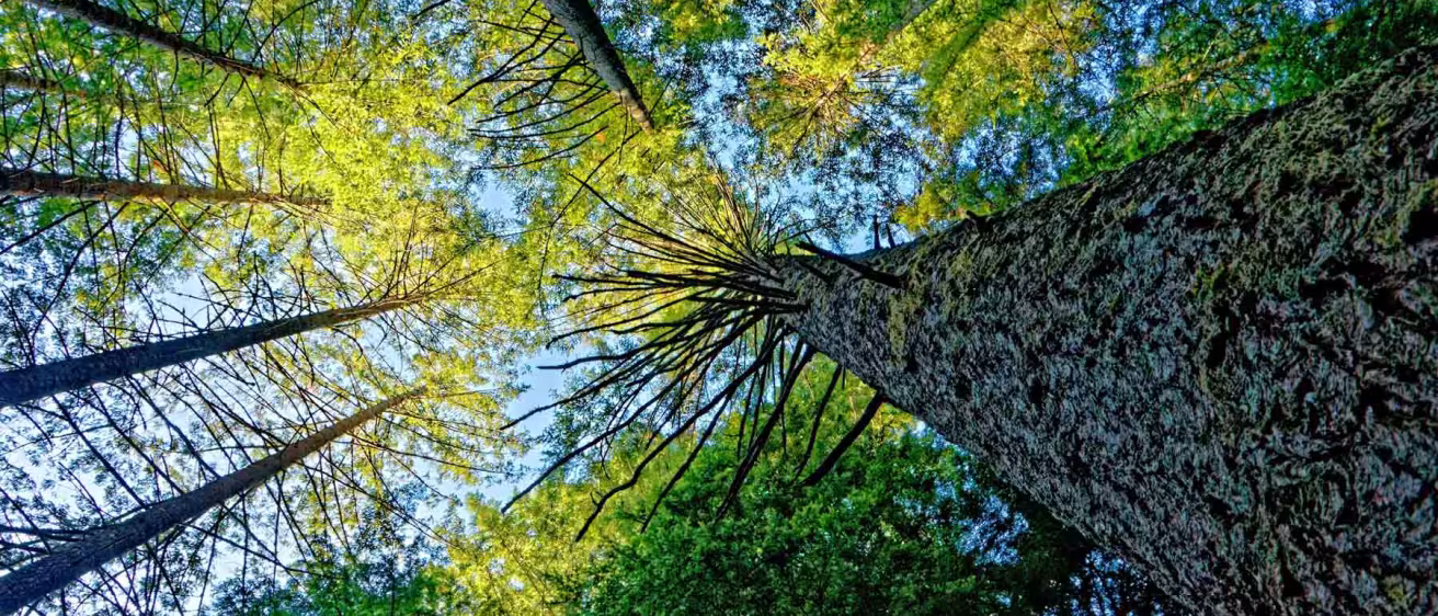 Upward view of a European forest