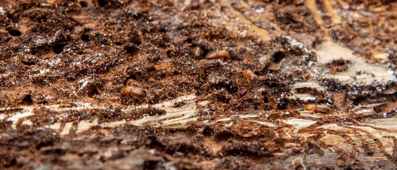 bark beetle 