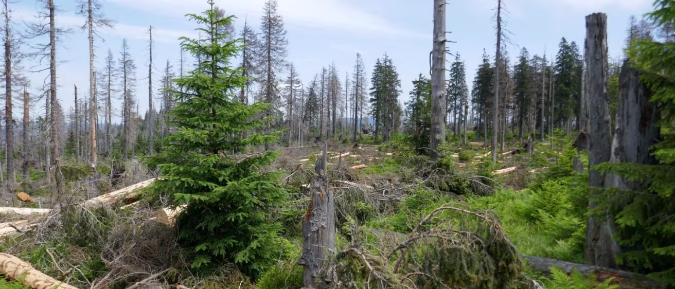 Photo shows forest with bark beetle damage.