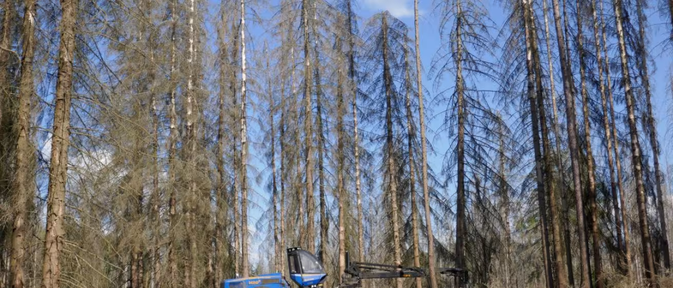 the photo shows bark beetle damaged forest