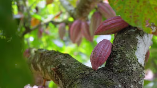 Cocoa pods hanging from a tree