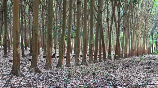Rubber plantation in Thailand.