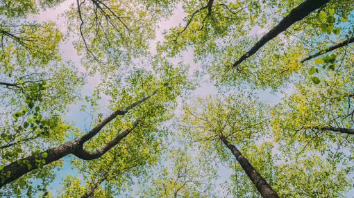Bottom View Wide Angle Background. Greenwood Forest.