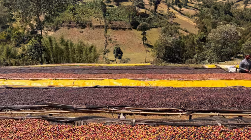 Coffee cherries drying in the sun on plastic sheeting on bamboo shelves in the mountains of the Sidama region, Ethiopia.