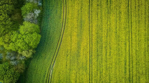 Top-down view of a green forest edge meeting a blooming yellow field.