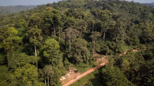 Ghana forest