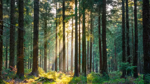 Golden morning light filtering through a dense pine forest canopy.