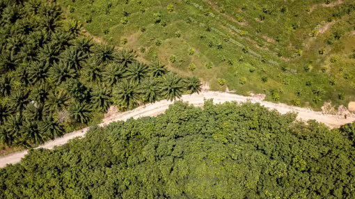 Oil palm plantation at the edge of the tropical rainforest