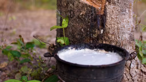 Tapping latex from a rubber tree.