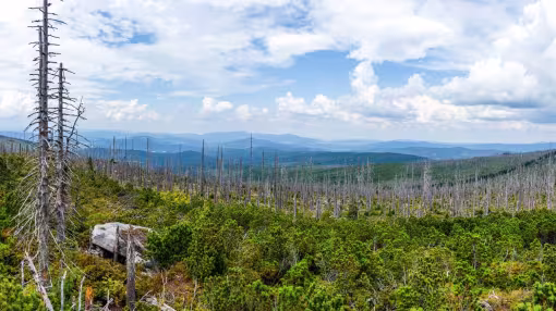 View to Dreisessel, Trojmezi and Trojmezna hills with forests destroyed by bark beetle infestation (calamity) in Sumava mountains