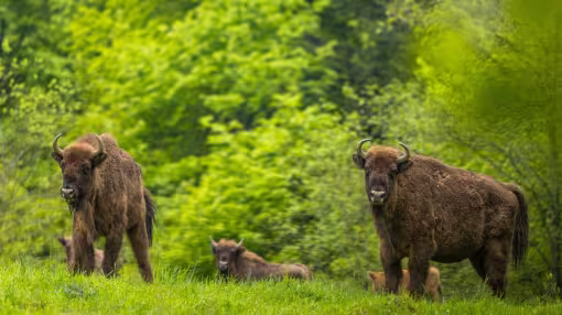 European bisons in Poland.